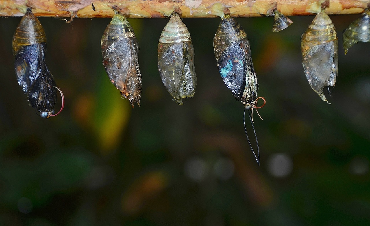 Eklūzija, Kokonai, Lerva, Lervos, Vabzdžių Lervos, Makro, Gamta, Parides Iphidamas, Drugelis, Papilionidae