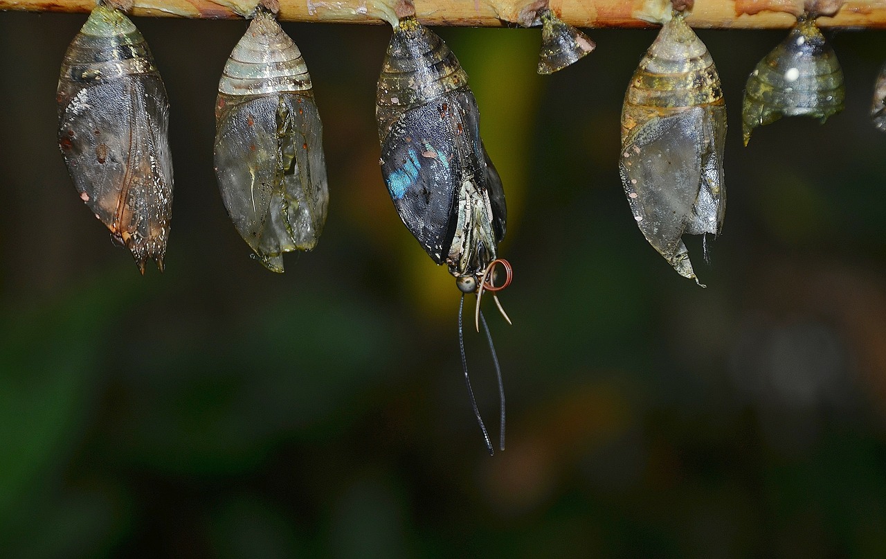 Eklūzija, Kokonai, Lerva, Lervos, Vabzdžių Lervos, Makro, Gamta, Parides Iphidamas, Drugelis, Papilionidae