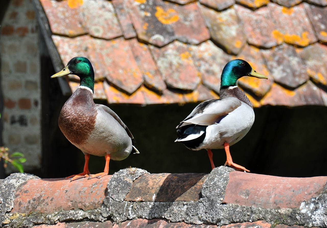 Ecomuseum, Alsace, Ungersheim, Nemokamos Nuotraukos,  Nemokama Licenzija