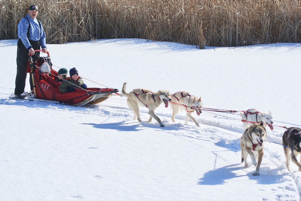 Ekoturizmas, Šunys, Šuo, Kelnės, Sniegas, Husky, Žiema, Lauke, Alaskan, Šunys