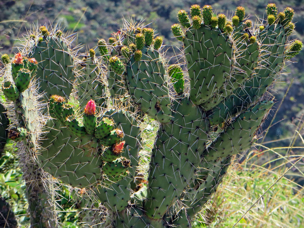 Ecuador, Kaktusas, Gėlė, Erškėčių, Dykuma, Nemokamos Nuotraukos,  Nemokama Licenzija