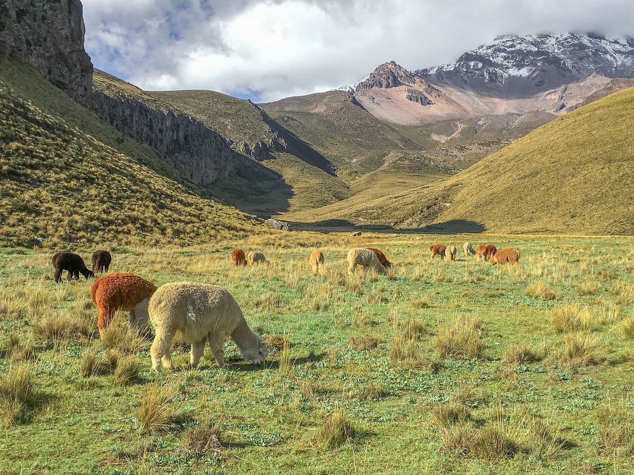 Ekvadoras,  Plateau,  Alpaki,  Kraštovaizdis, Nemokamos Nuotraukos,  Nemokama Licenzija