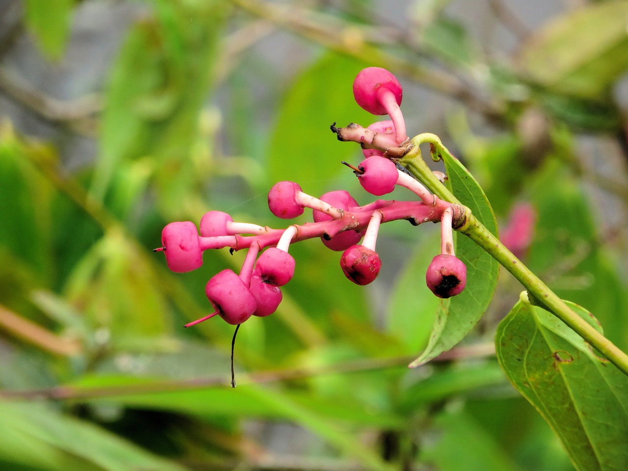 Ecuador, Amazonie, Laukinis Augalas, Egzotiška Gėlė, Nemokamos Nuotraukos,  Nemokama Licenzija