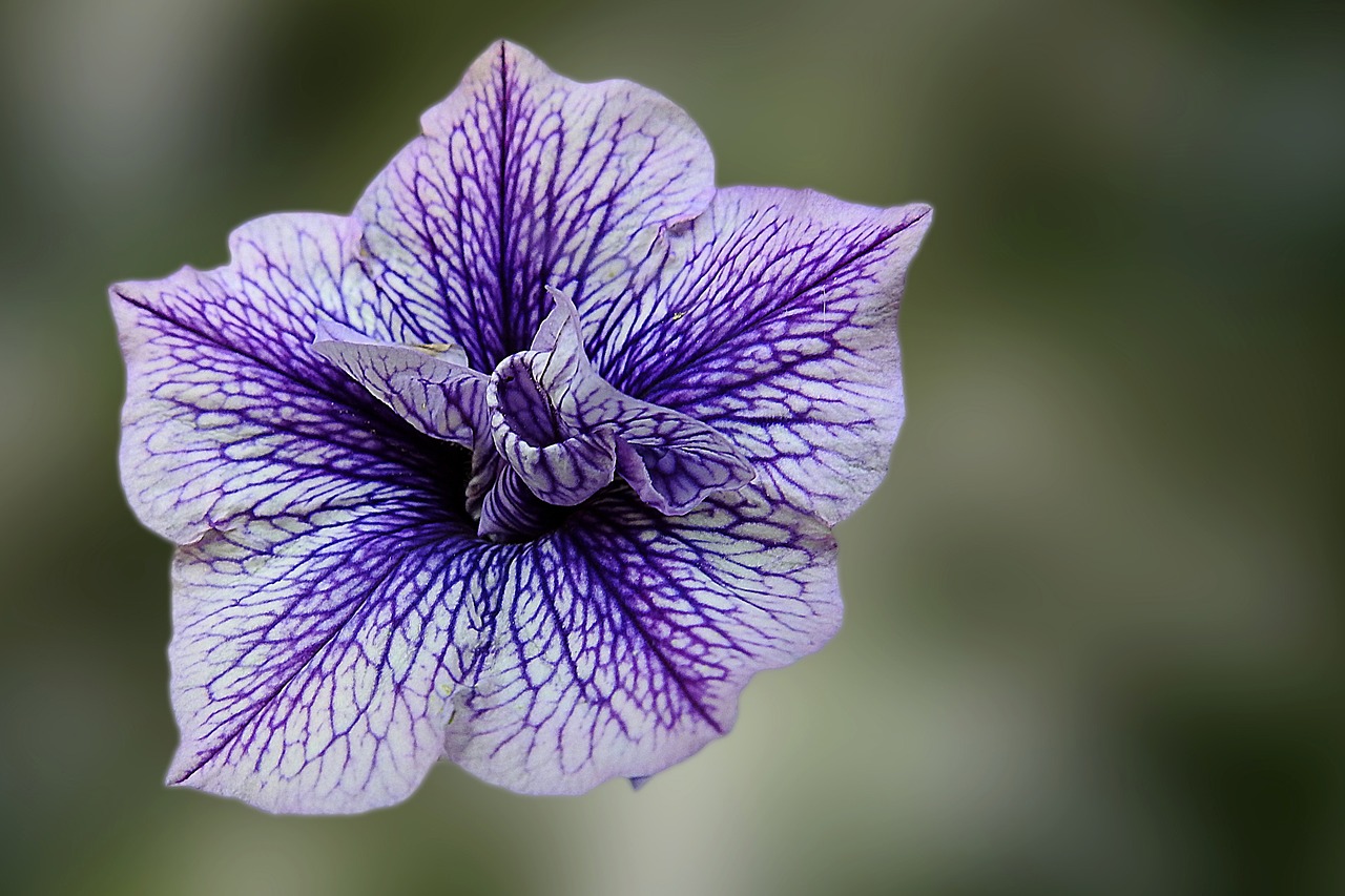 Edelgeranie, Violetinė, Mėlynas, Žiedas, Žydėti, Gėlė, Geranium, Nemokamos Nuotraukos,  Nemokama Licenzija