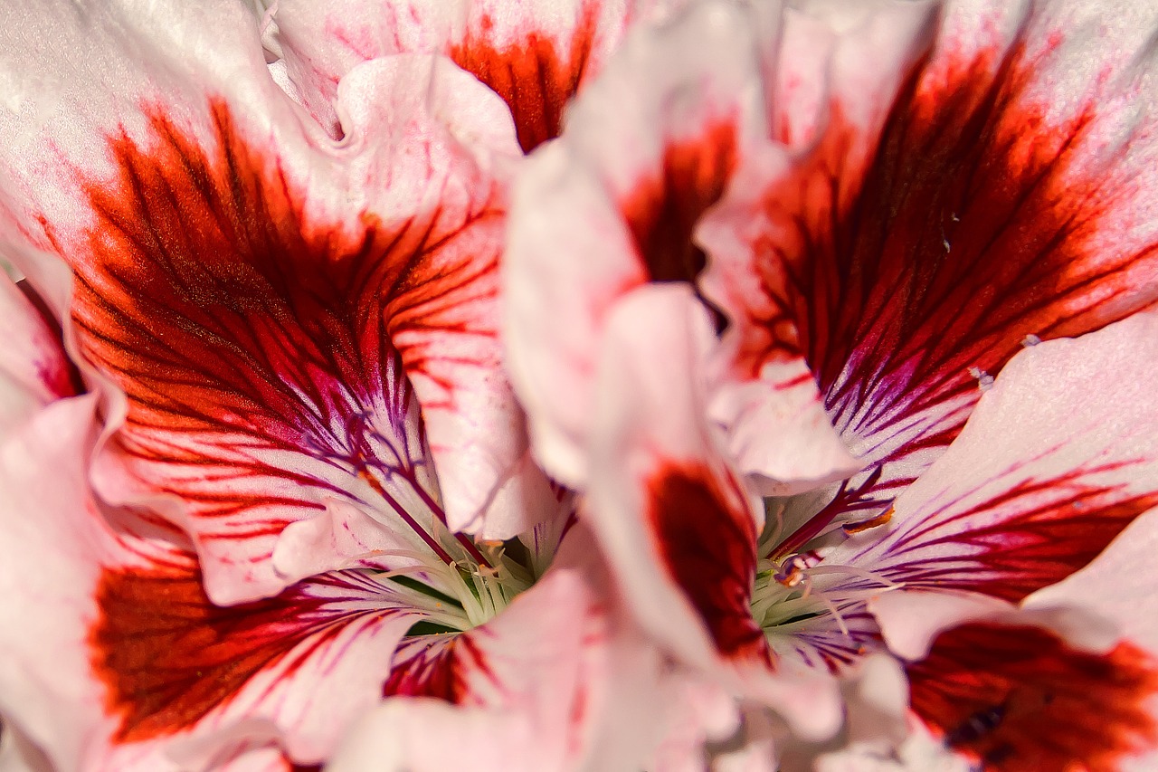 Edelgeranie, Pelargonium, Gėlė, Geranium, Žiedas, Žydėti, Balkonų Gamykla, Spalvinga, Raudona, Rožinis