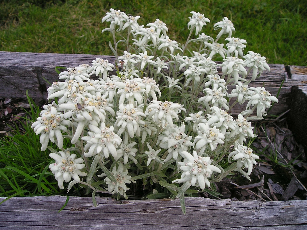 Edelweiss, Alpine Edelweiß, Alpių Gėlė, Kompozitai, Asteraceae, Leontopodium Microdochium, Gėlė, Dolomitai, Kalnai, Alpių