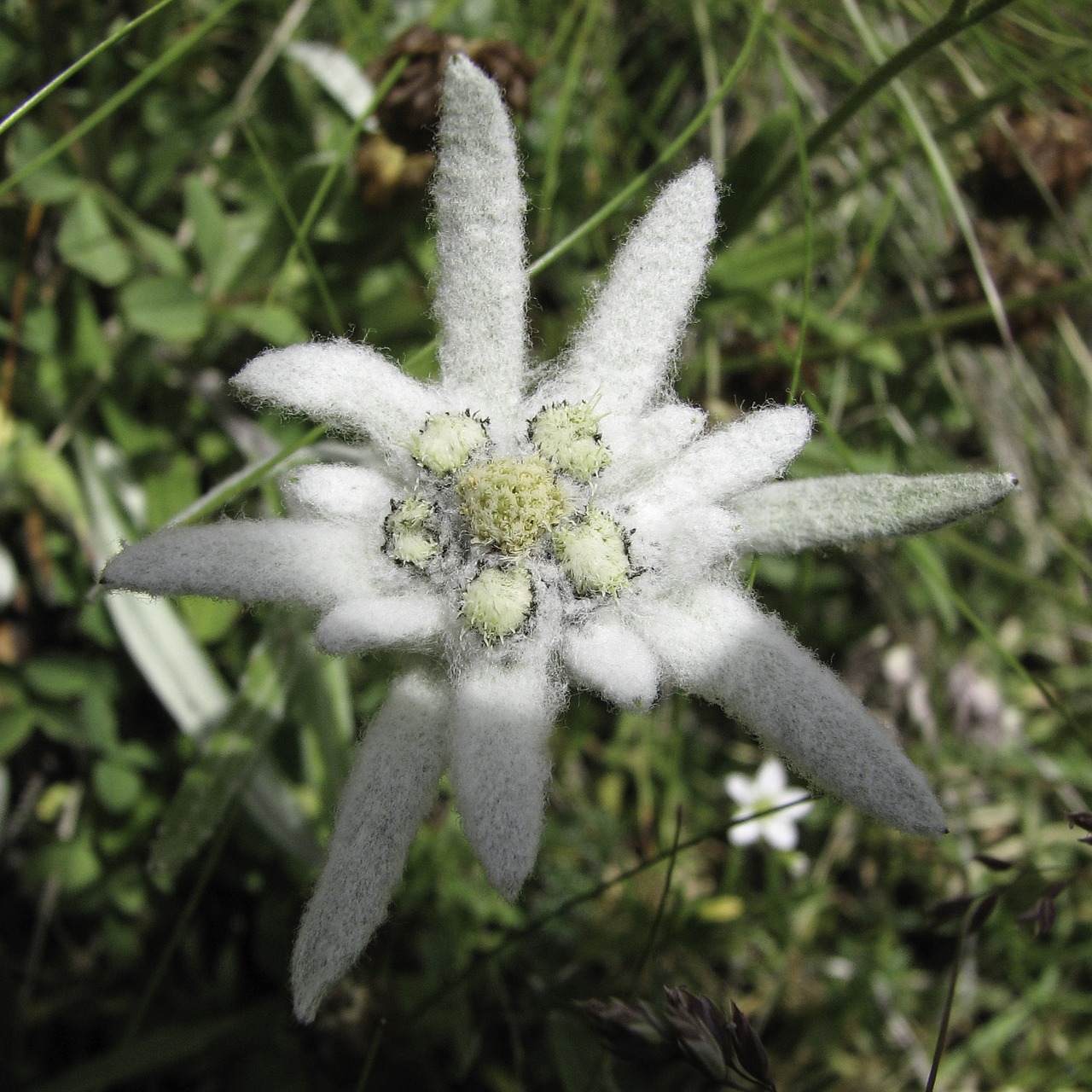 Edelweiss, Kalnų Gėlė, Alpių, Nemokamos Nuotraukos,  Nemokama Licenzija