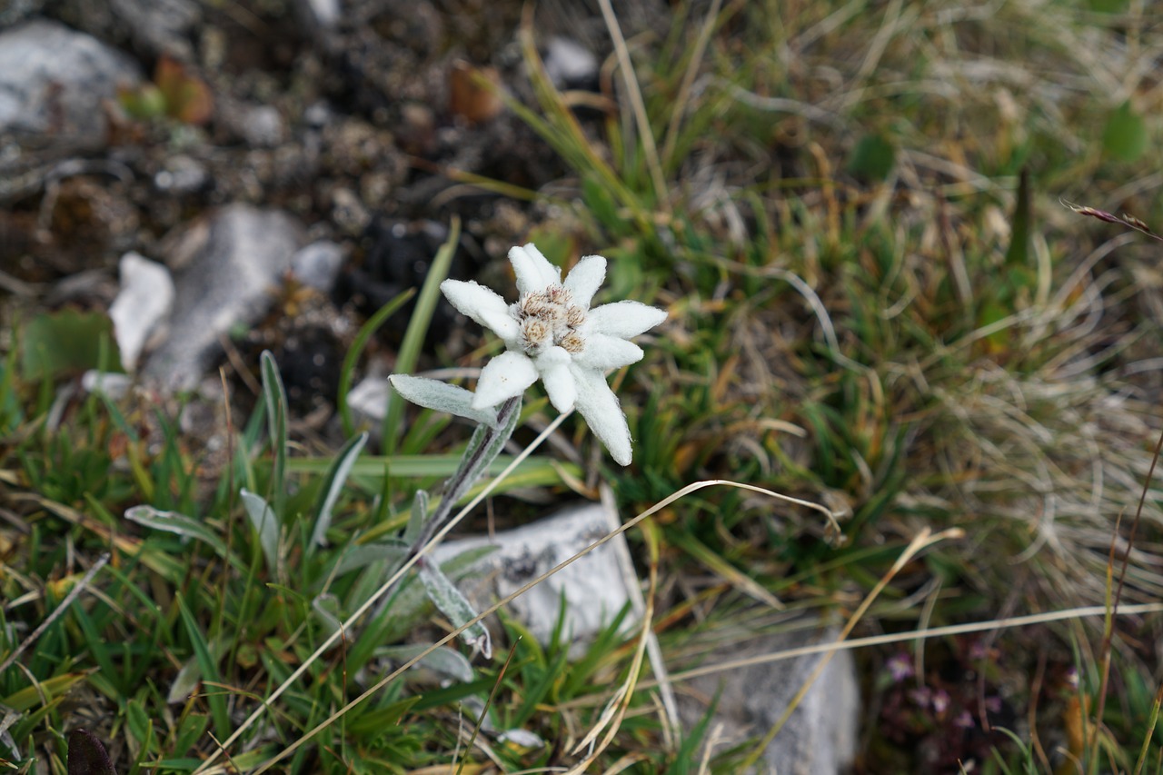 Edelweiss, Alpine Edelweiß, Leontopodium Microdochium, Alpių Gėlė, Gėlė, Alpių, Kalnai, Apsaugotas, Uždaryti, Makro