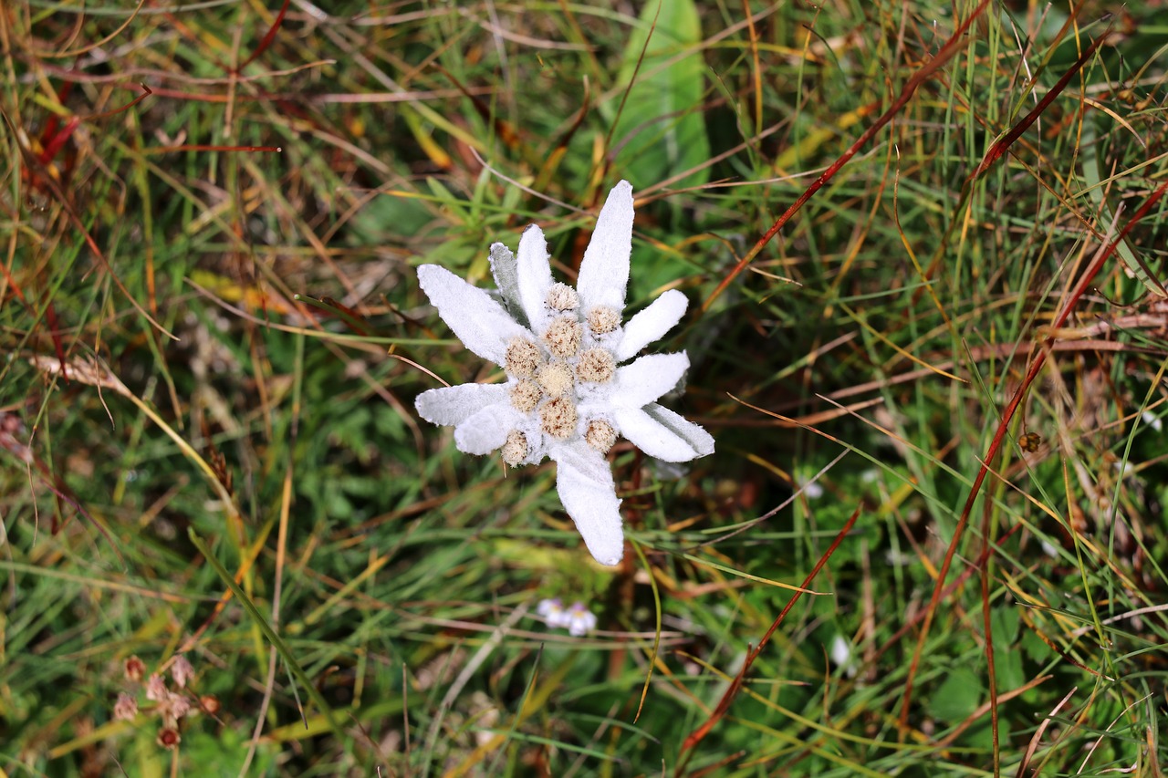 Edelweiss, Gėlė, Alpine Edelweiß, Apsaugotas, Retai, Laukinė Gėlė, Gamtos Apsauga, Kalnų Gėlės, Alpių Gėlė, Gamta