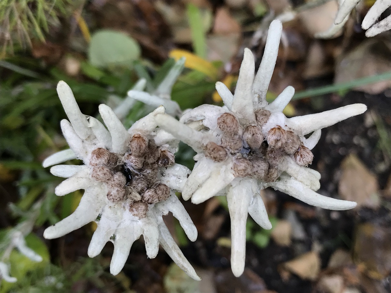 Edelweiss, Gėlė, Augalas, Nemokamos Nuotraukos,  Nemokama Licenzija