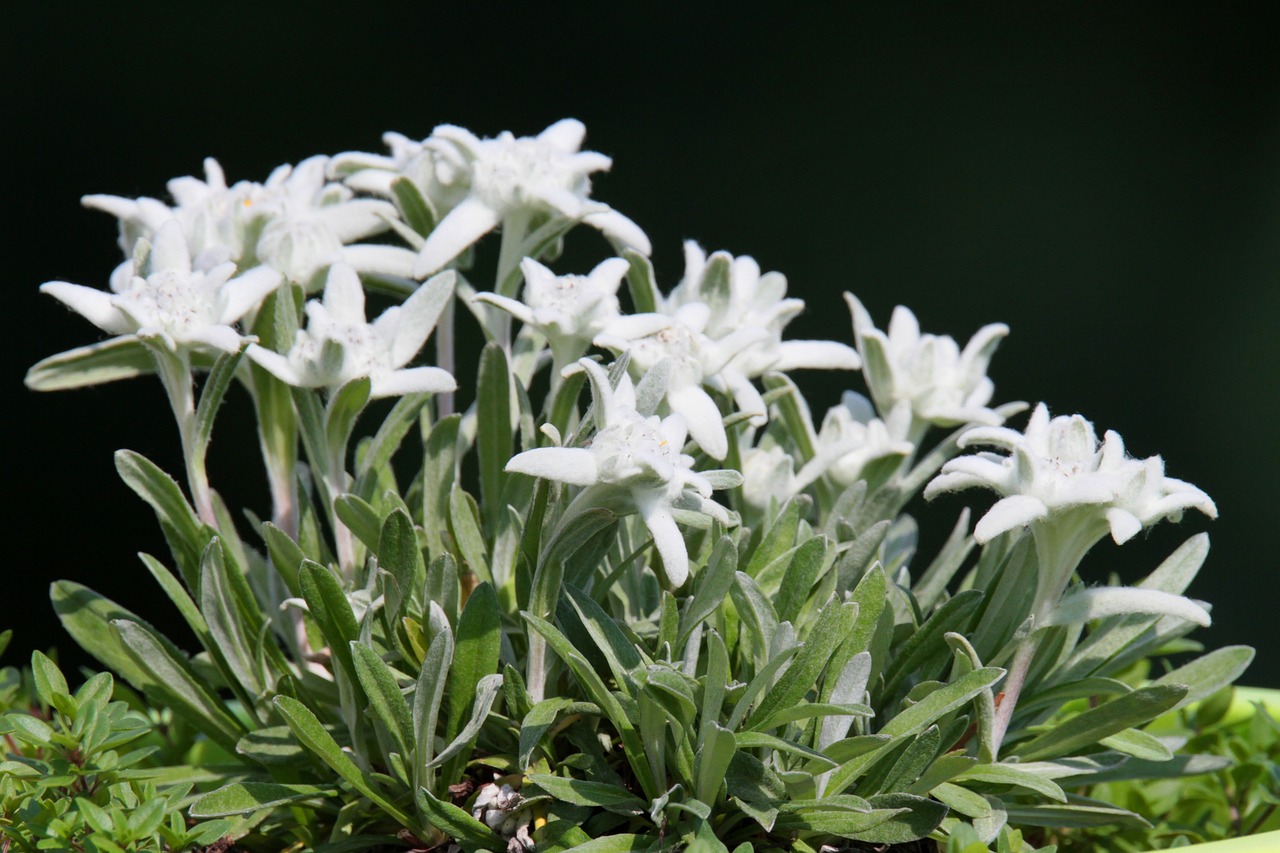 Edelweiss,  Alpine,  Alpine Gėlių,  Pobūdį,  Baltos Spalvos,  Augalų,  Alp,  Alpių Edelweiss,  Gėlė,  Apsaugotas