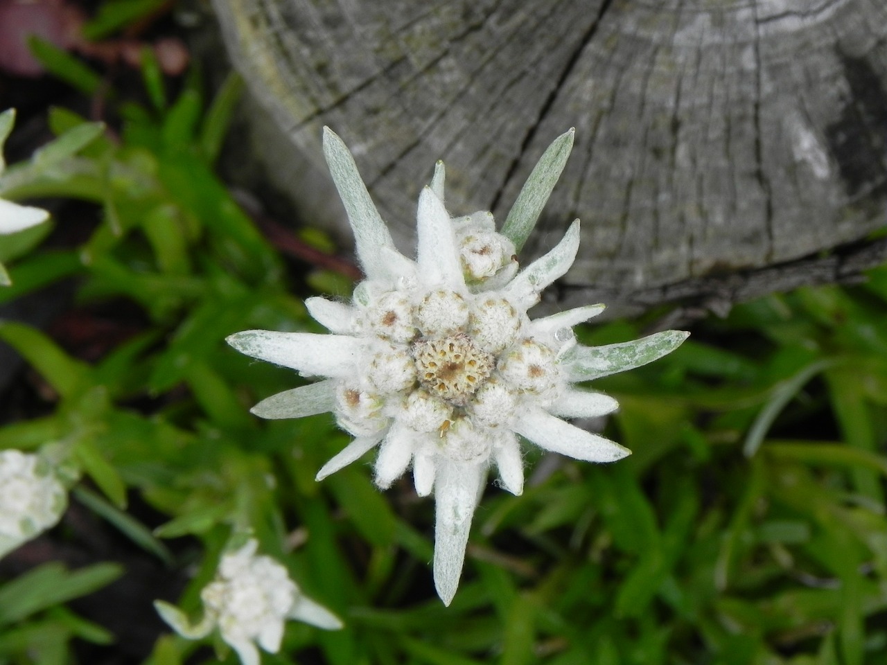 Edelweiss, Žiedas, Žydėti, Gėlė, Laukinė Gėlė, Uždaryti, Gamta, Sodas, Pavasaris, Balta