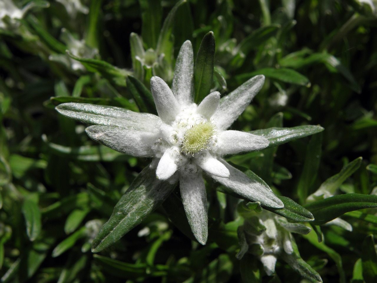 Edelweiss,  Gėlė,  Austrija, Nemokamos Nuotraukos,  Nemokama Licenzija