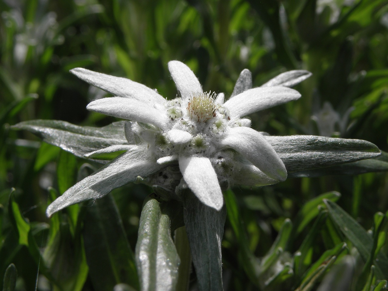 Edelweiss,  Gėlė,  Austrija, Nemokamos Nuotraukos,  Nemokama Licenzija