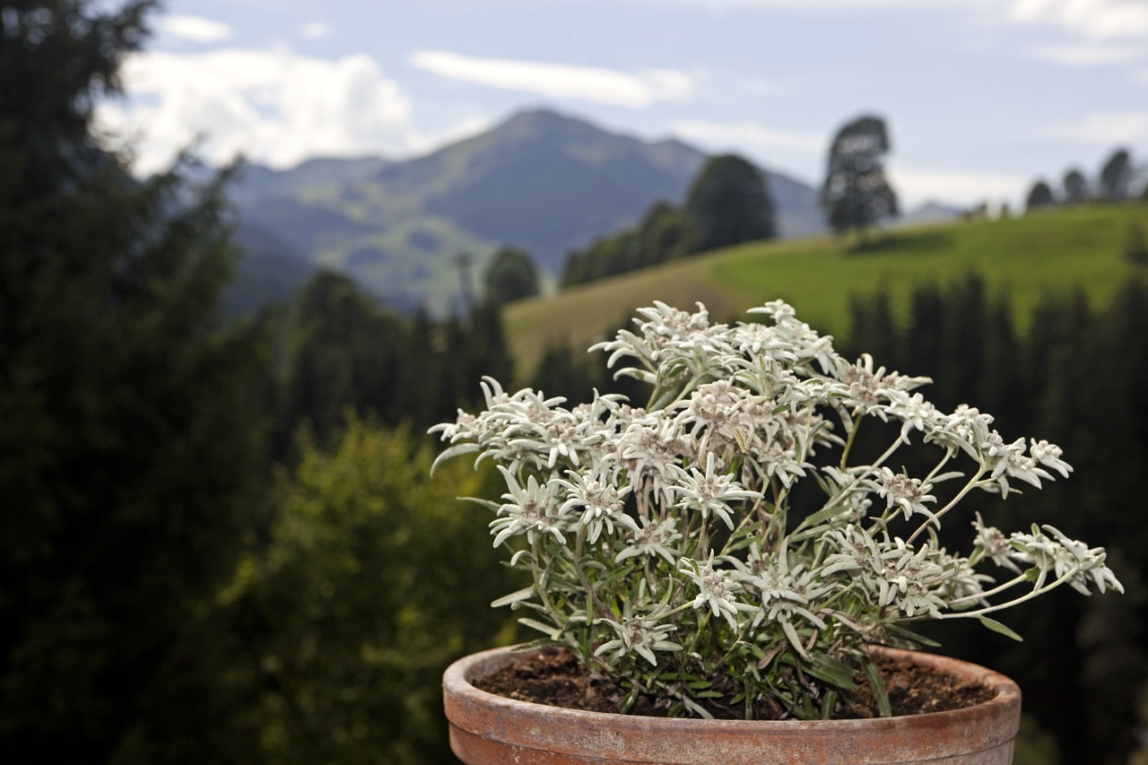 Edelweiss, Alpių Gėlės, Gėlės, Alpine Edelweiß, Gelės Vazonas, Nemokamos Nuotraukos,  Nemokama Licenzija