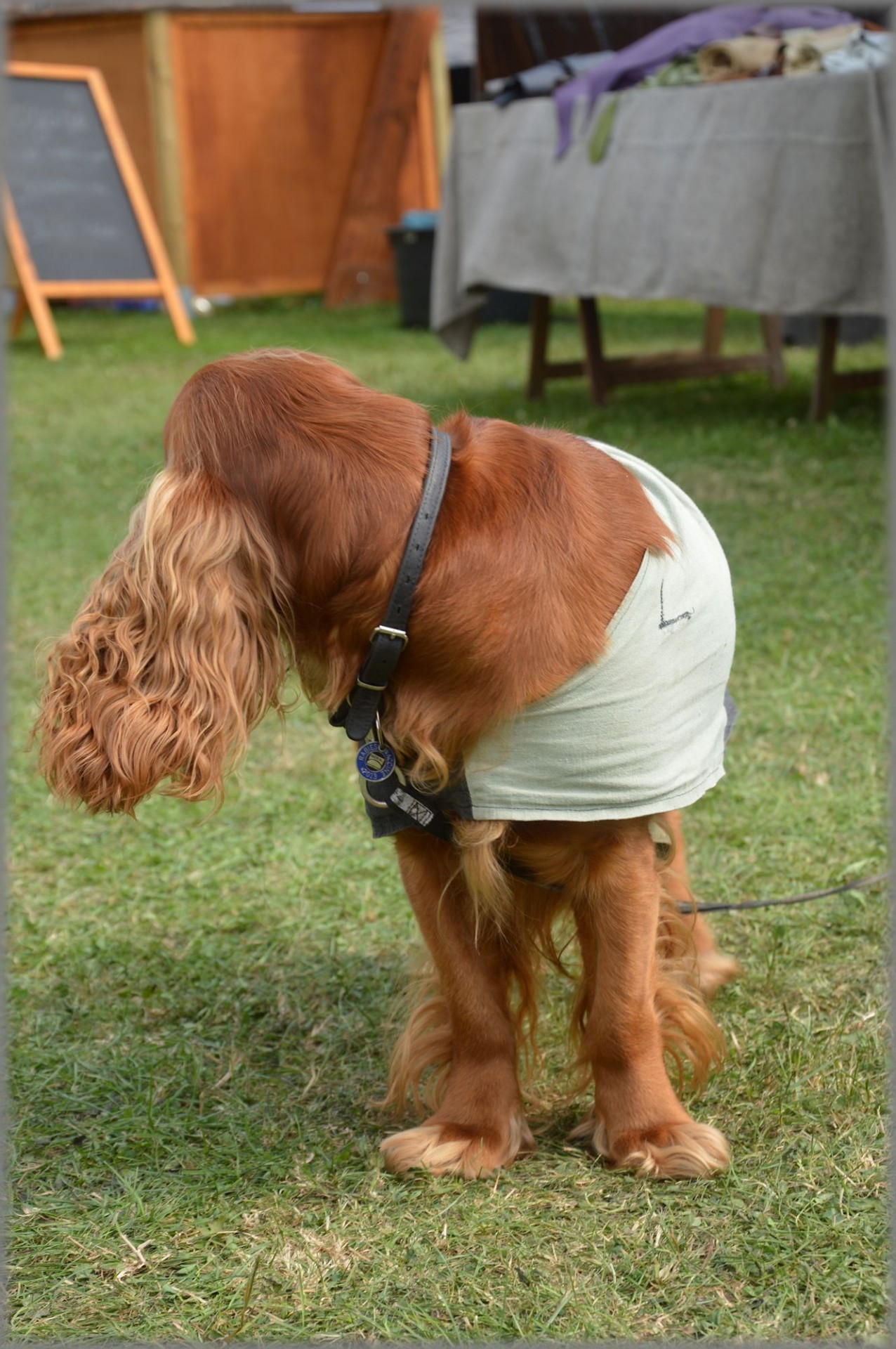 Šuo,  Naminis Gyvūnėlis,  Grynakraujis,  Cocker & Nbsp,  Spaniel,  Koker Spanielis 2, Nemokamos Nuotraukos,  Nemokama Licenzija