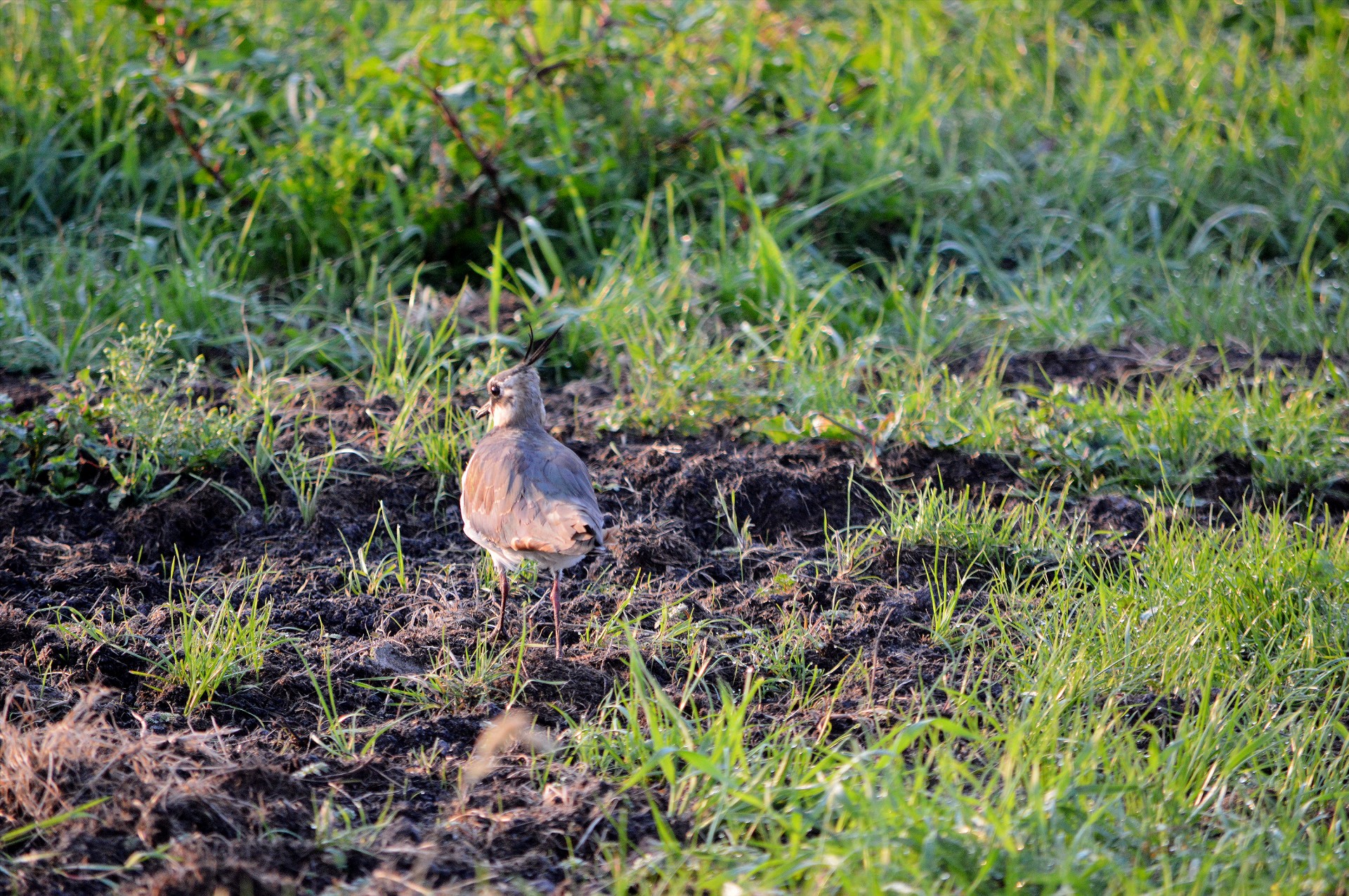 Paukštis,  Gyvūnas,  Gamta,  Lapwing,  Tvora,  A Lapwing, Nemokamos Nuotraukos,  Nemokama Licenzija