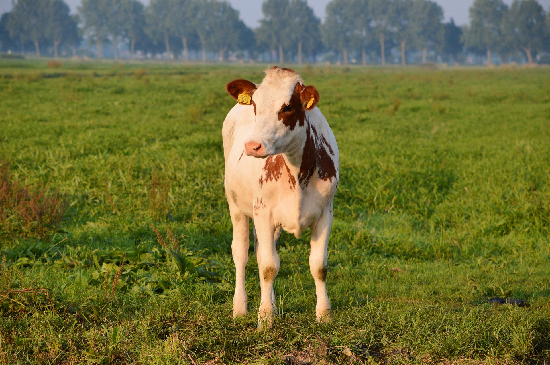 Karvė,  Bulius,  Ūkis,  Gyvūnas,  Gamta,  Ganykla,  Žolė,  Bulis, Nemokamos Nuotraukos,  Nemokama Licenzija