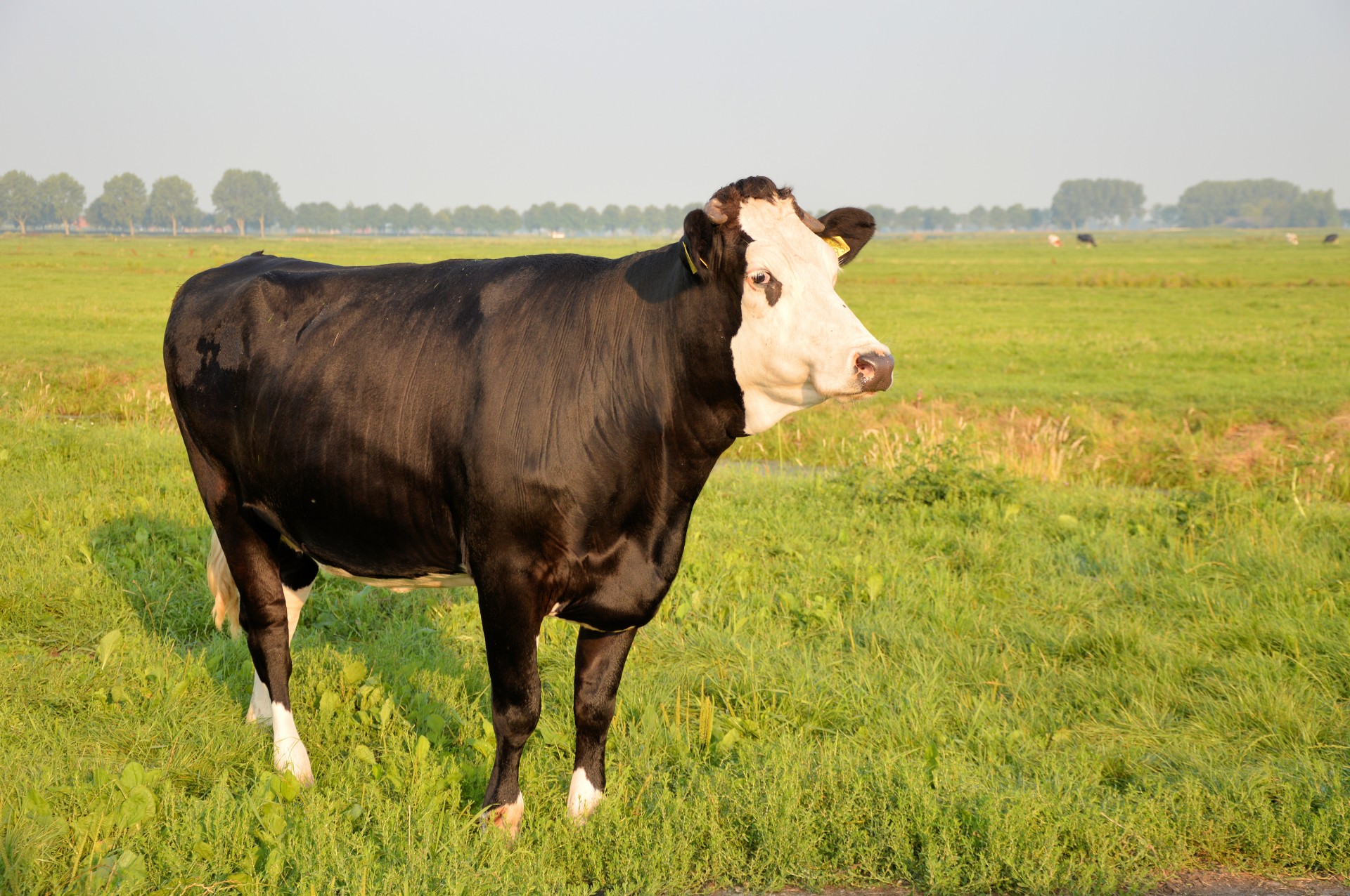 Karvė,  Bulius,  Ūkis,  Gyvūnas,  Gamta,  Ganykla,  Žolė,  Bulis, Nemokamos Nuotraukos,  Nemokama Licenzija