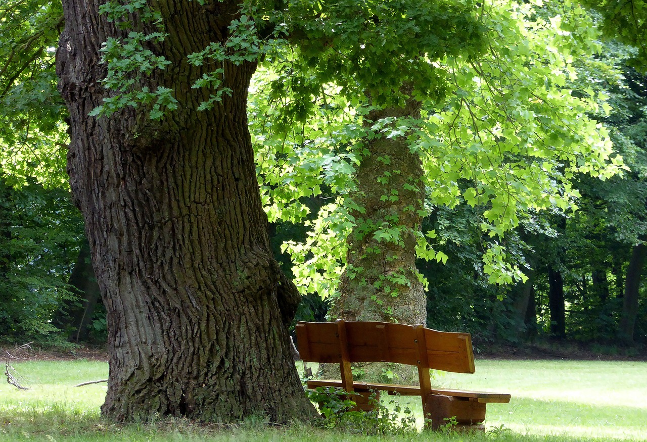 Egestorffpark, Parko Suoliukas, Vasara, Medžiai, Medžio Žievė, Atsigavimas, Saulė, Poilsis, Nemokamos Nuotraukos,  Nemokama Licenzija