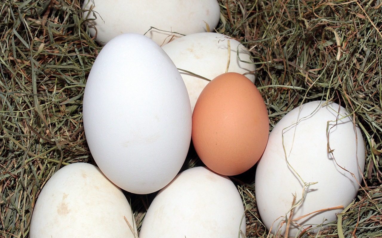Kiaušinis, Žąsų Kiaušiniai, Vištos Kiaušinis, Palyginimas, Maistingas, Vitaminai, Maistas, Sveikas, Bio, Nemokamos Nuotraukos