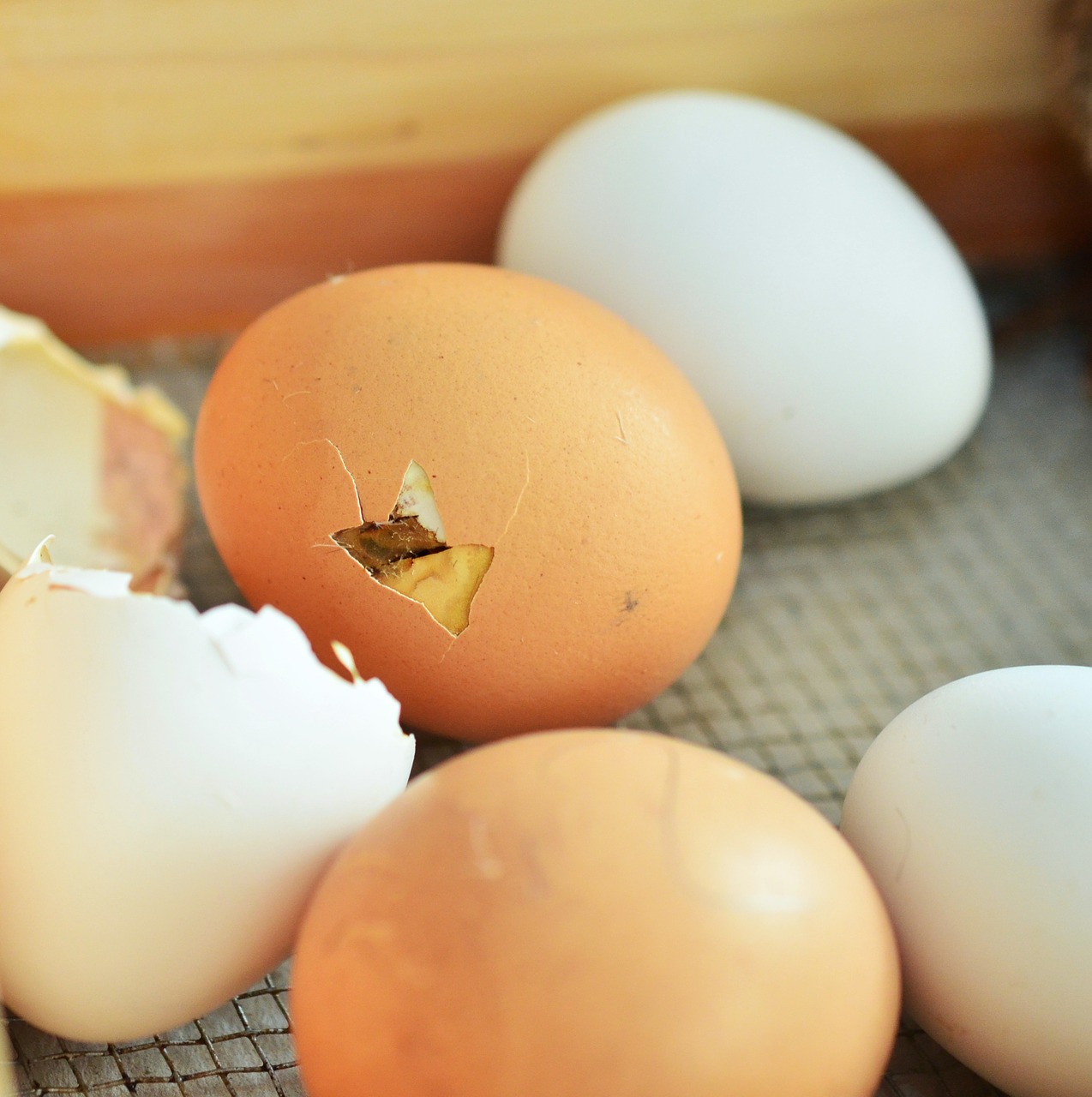 Kiaušinis, Kiaušinio Plekšnė, Liukas, Viščiukai, Vištos Kiaušinis, Vištienos Kiaušiniai, Lukštas, Nemokamos Nuotraukos,  Nemokama Licenzija