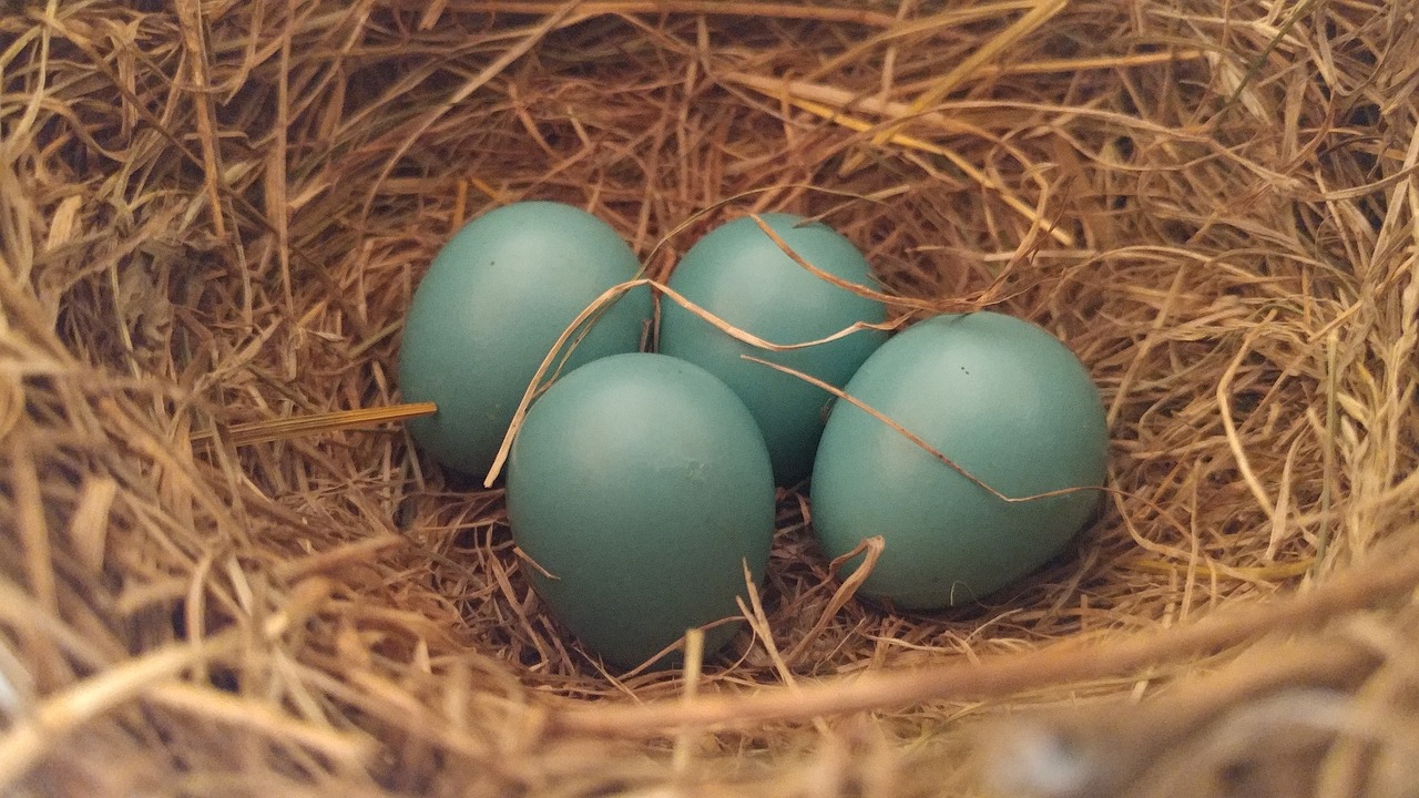 Kiaušinis,  Kiaušiniai,  Robin,  Robin Kiaušiniai,  Mėlyna Lizdą,  Apvalus,  Tan,  Rudi,  Keturių,  4