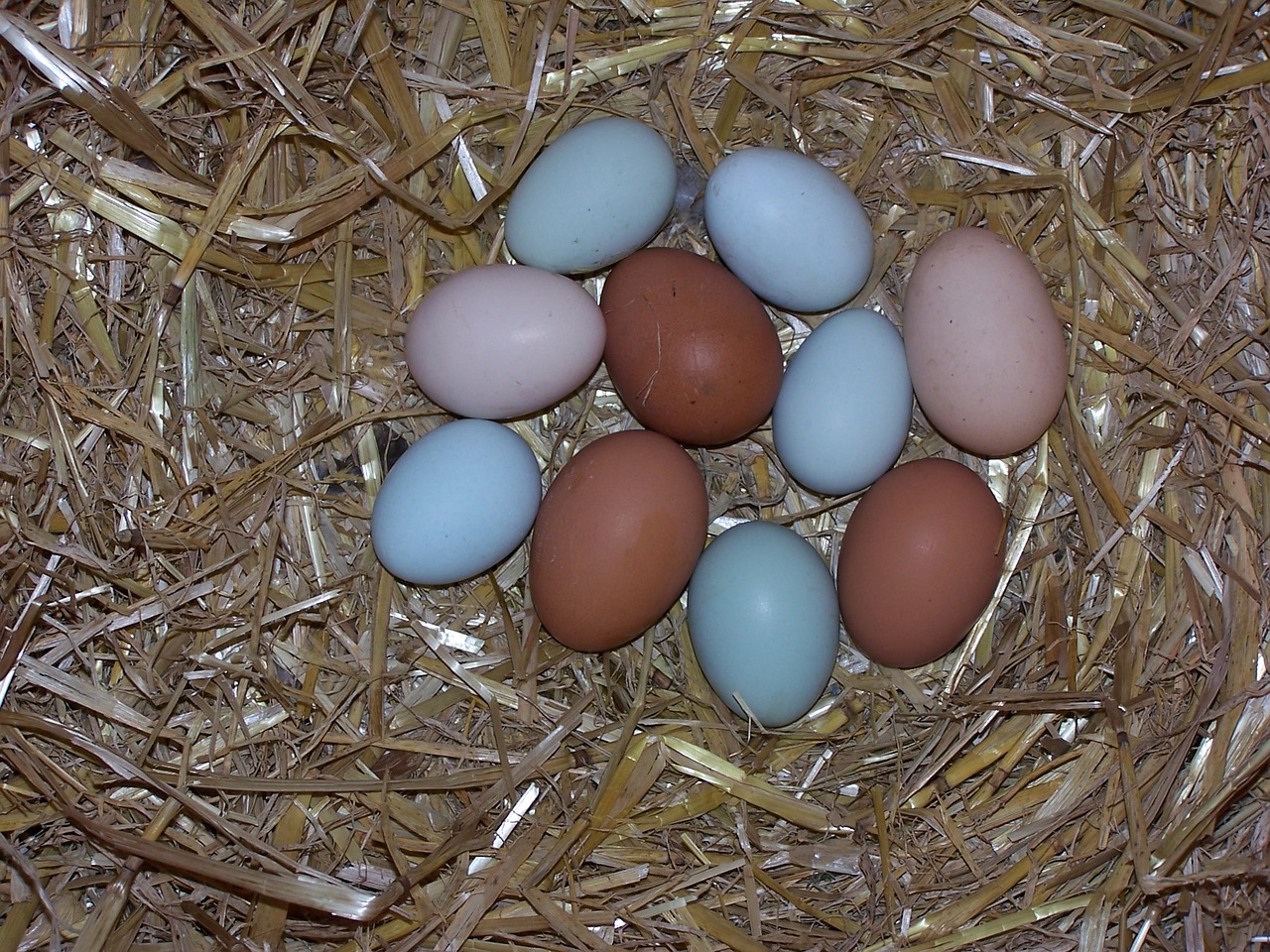 Kiaušinis, Vištienos Kiaušiniai, Lizdas, Žalia Atsitiktinis, Rudieji Kiaušiniai, Nemokamos Nuotraukos,  Nemokama Licenzija