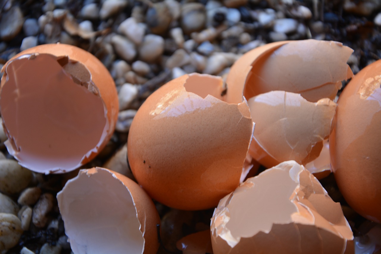 Kiaušinių Lukštai, Sunaikintas, Kalcio, Nemokamos Nuotraukos,  Nemokama Licenzija