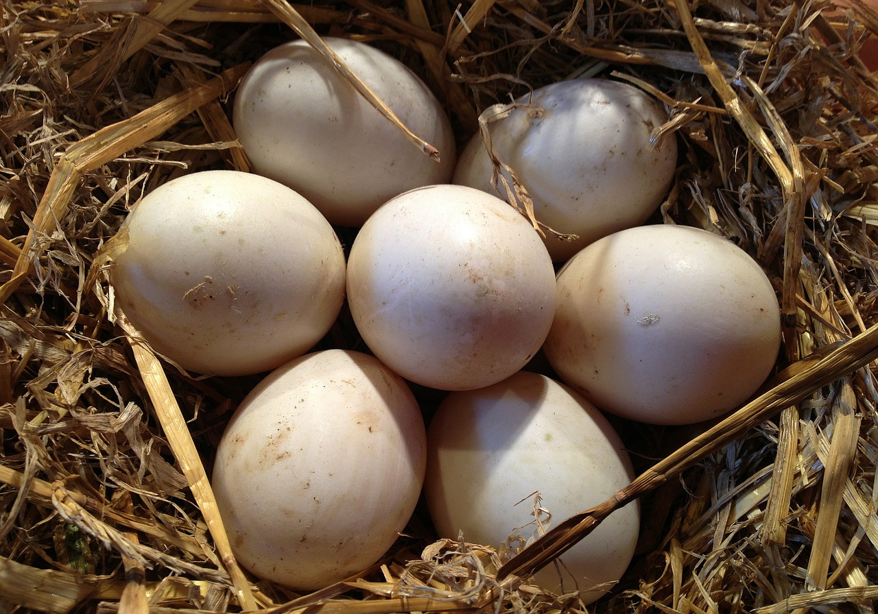 Kiaušiniai, Vištienos Kiaušiniai, Paukščių Kiaušiniai, Šiaudai, Motina, Nemokamos Nuotraukos,  Nemokama Licenzija