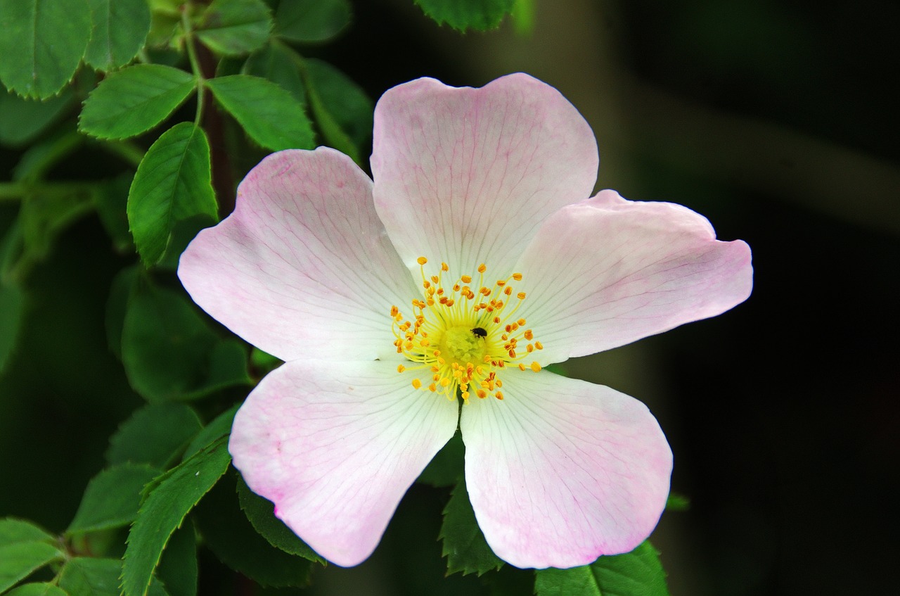 Eglantinas, Rosa, Laukinė Rožė, Rožinė Gėlė, Erškėčių, Augmenija, Botanika, Pavasaris, Spalva Rožinė, Laukinės Gėlės