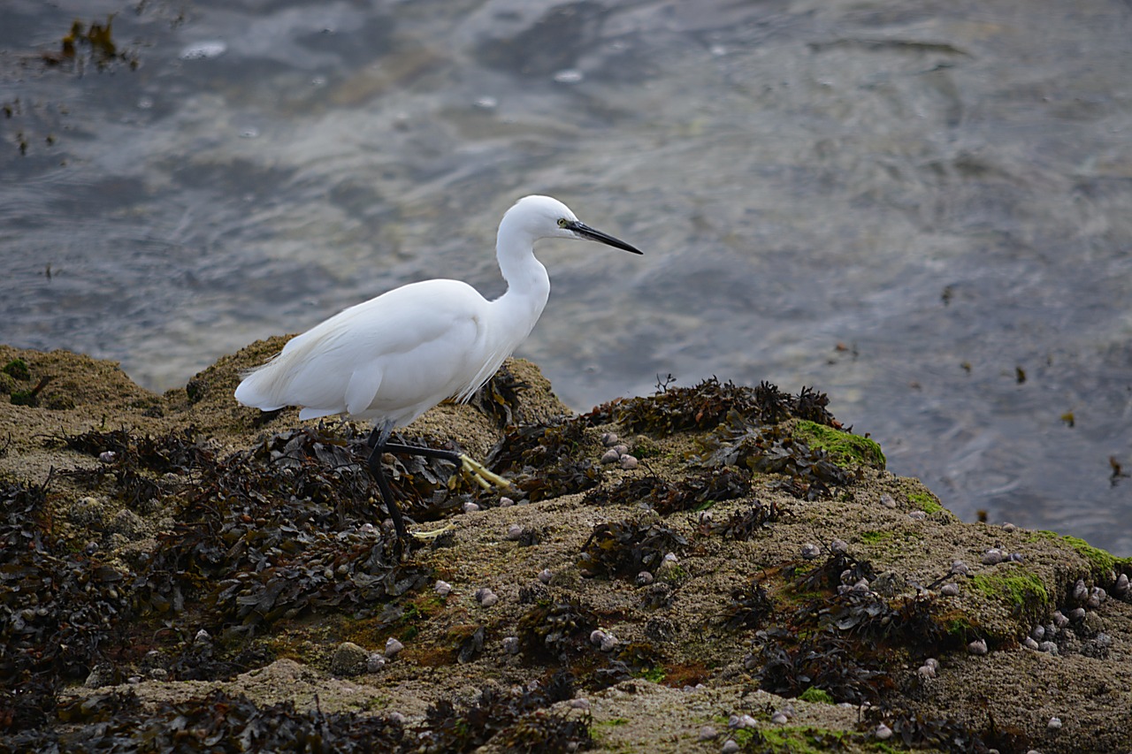 Egret, Paukštis, Wader, Gyvūnai, Gyvūnas, Fauna, Balta, Vanduo, Laukiniai, Gamta