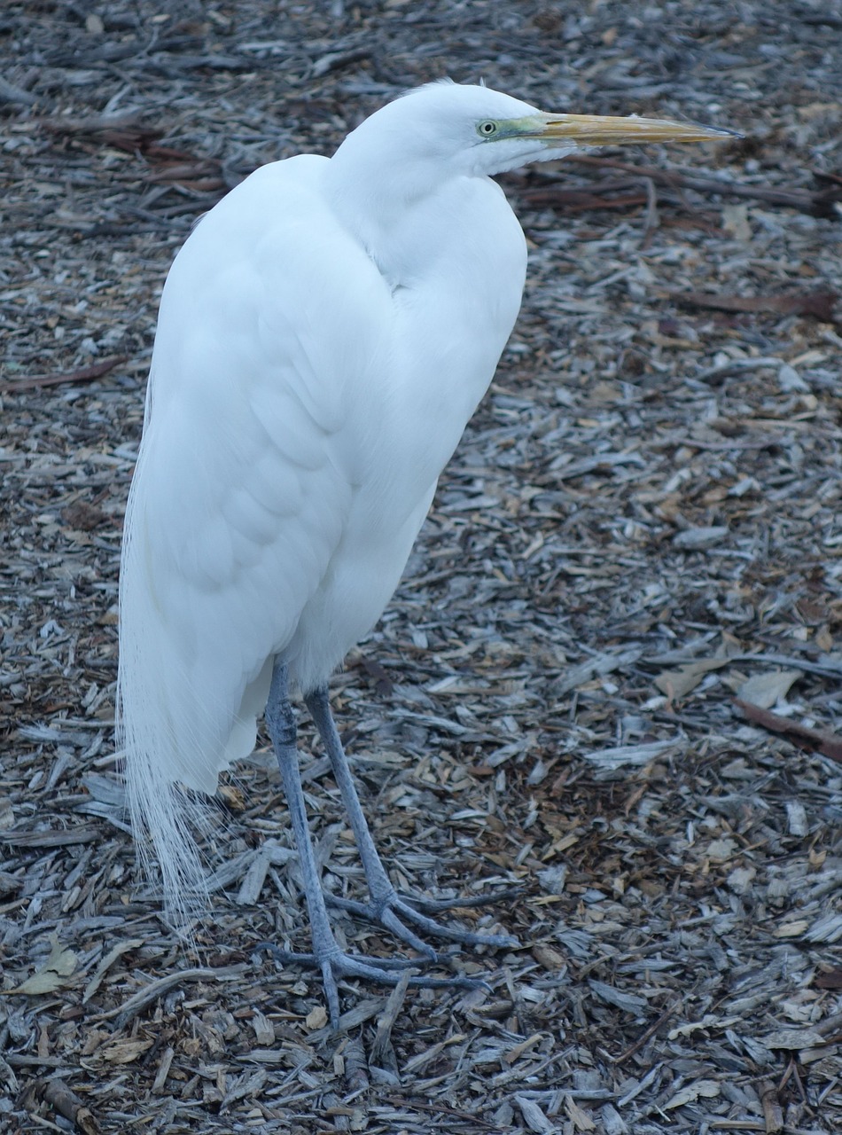 Egret, Paukštis, Gyvūnas, Heronas, Snapas, Paukščių Stebėjimas, Plunksna, Fauna, Sparnai, Jūros Paukštis