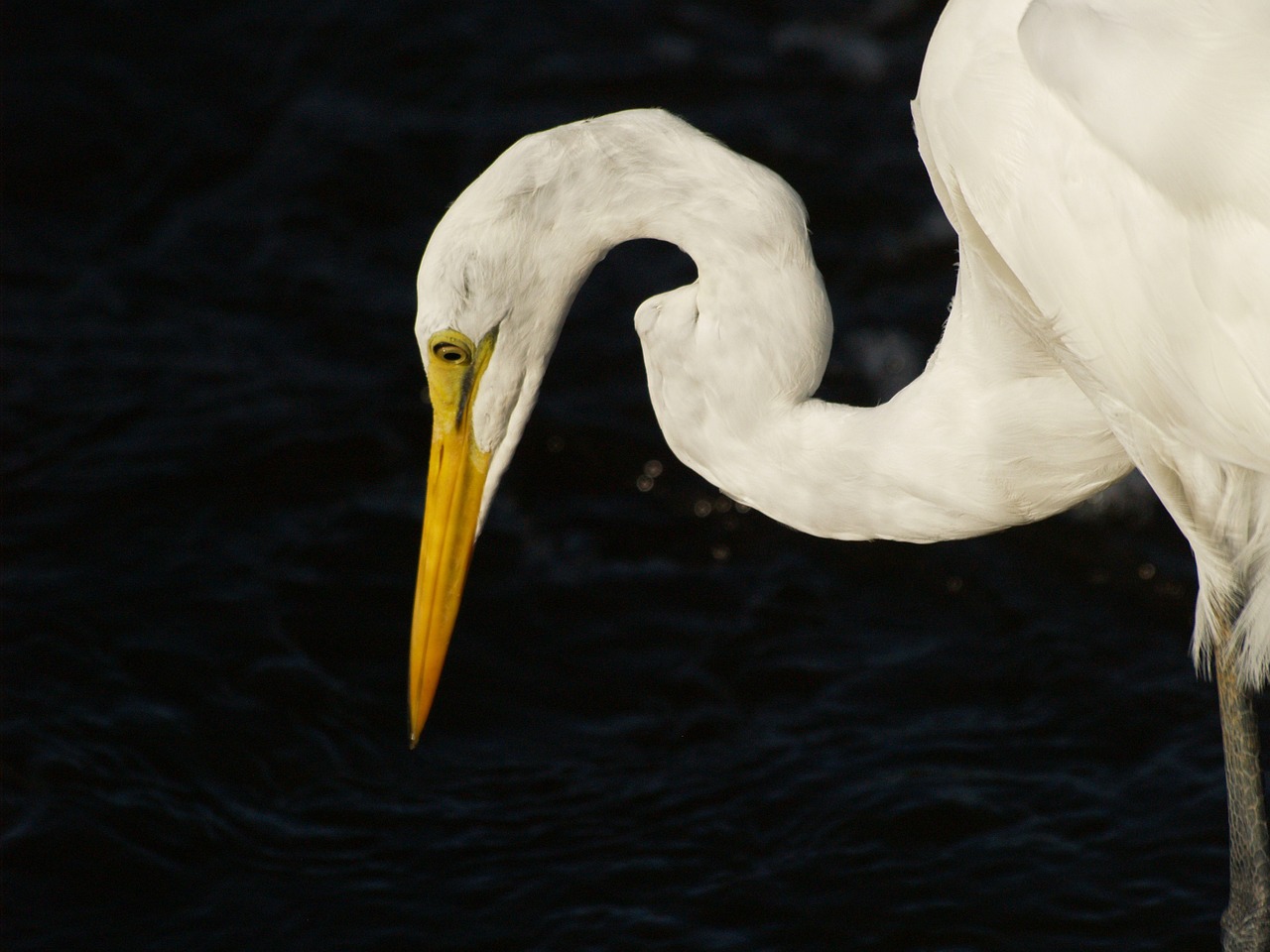 Egret, Paukštis, Balta, Laukinė Gamta, Laukiniai, Heronas, Pelkė, Kaklas, Gamta, Gyvūnas