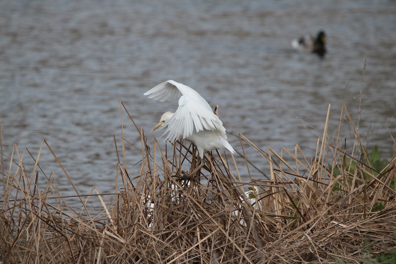 Egret, Paukščiai, Gamta, Tvenkinys, Ežeras, Gyvūnas, Plunksnos, Nemokamos Nuotraukos,  Nemokama Licenzija