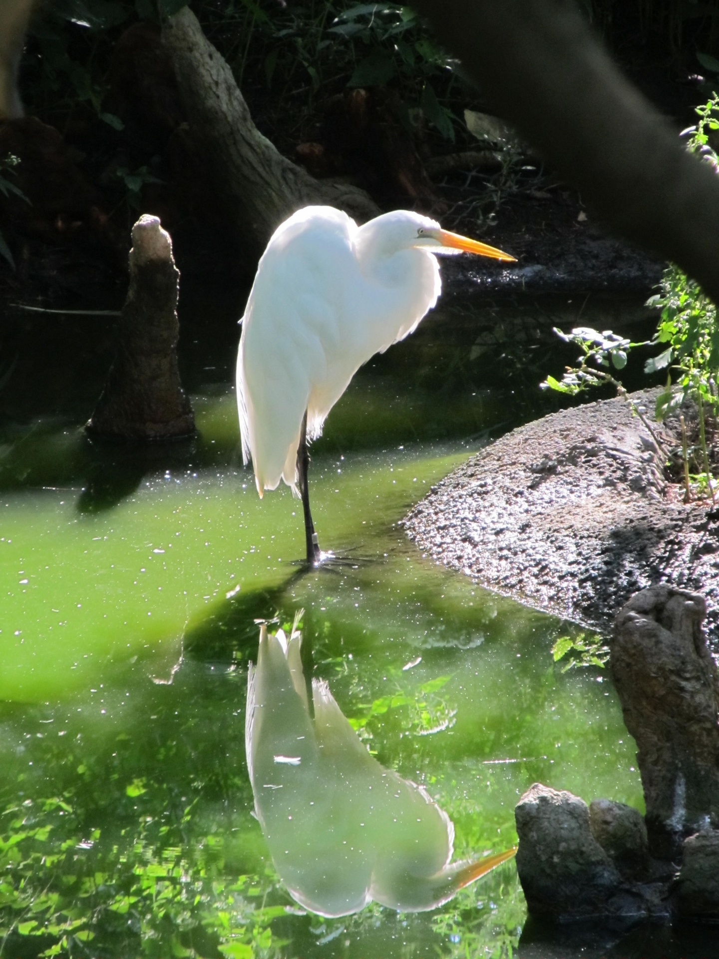 Egret,  Puiku,  Vandens Paukščiai,  Paukštis,  Didelis,  Heronas,  Plumėjimas,  Gaubtas,  Zoologijos Sodas,  Portretas