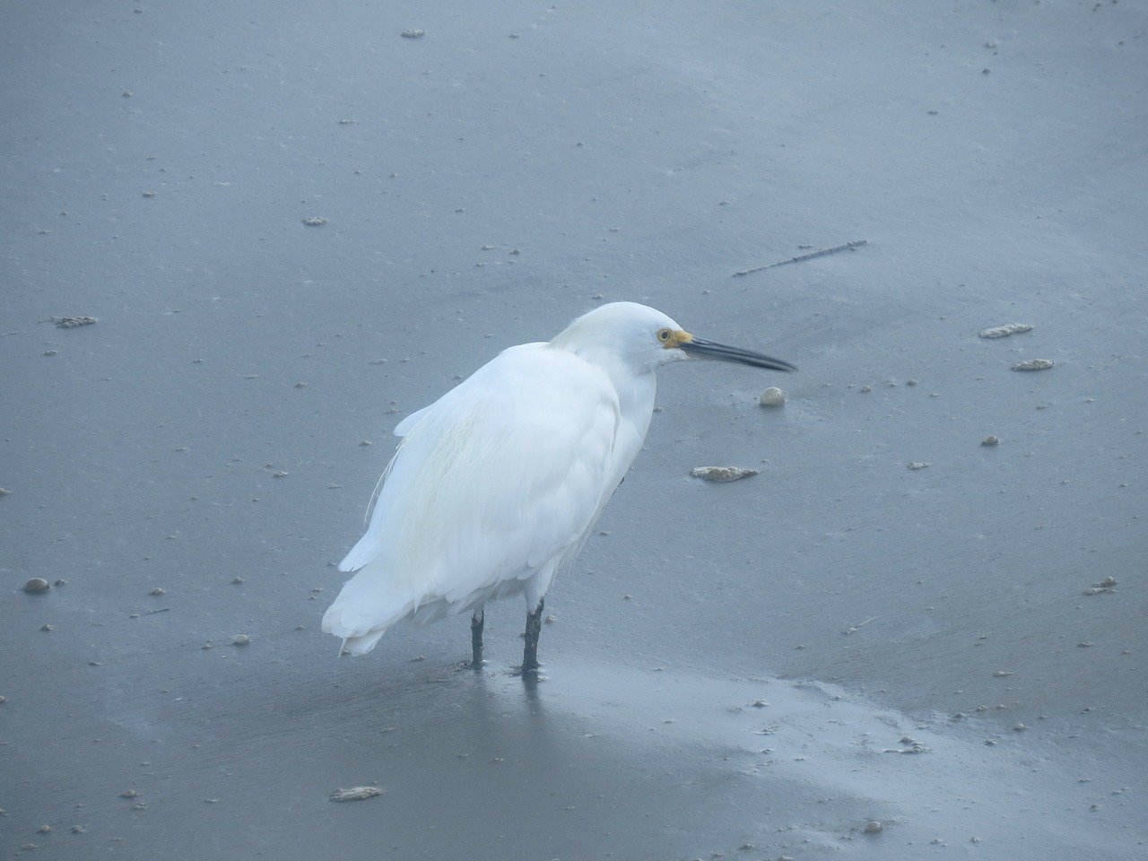 Egret, Paukštis, Laukinė Gamta, Gyvūnas, Snapas, Paukštis, Plunksnos, Sparnas, Ekologija, Aplinka