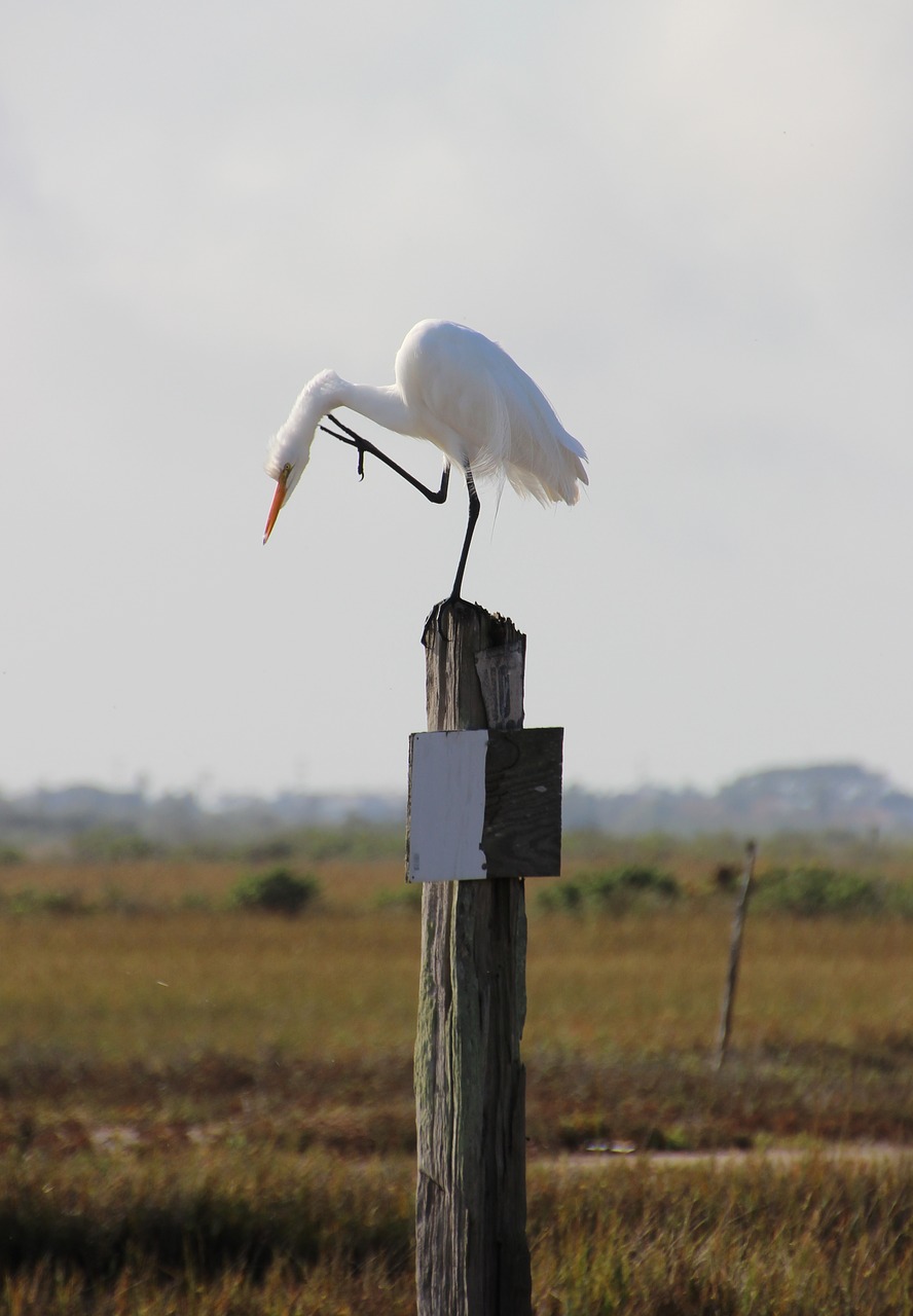 Egret, Paukštis, Laukinė Gamta, Gamta, Balta, Aplinka, Subraižyti, Nemokamos Nuotraukos,  Nemokama Licenzija