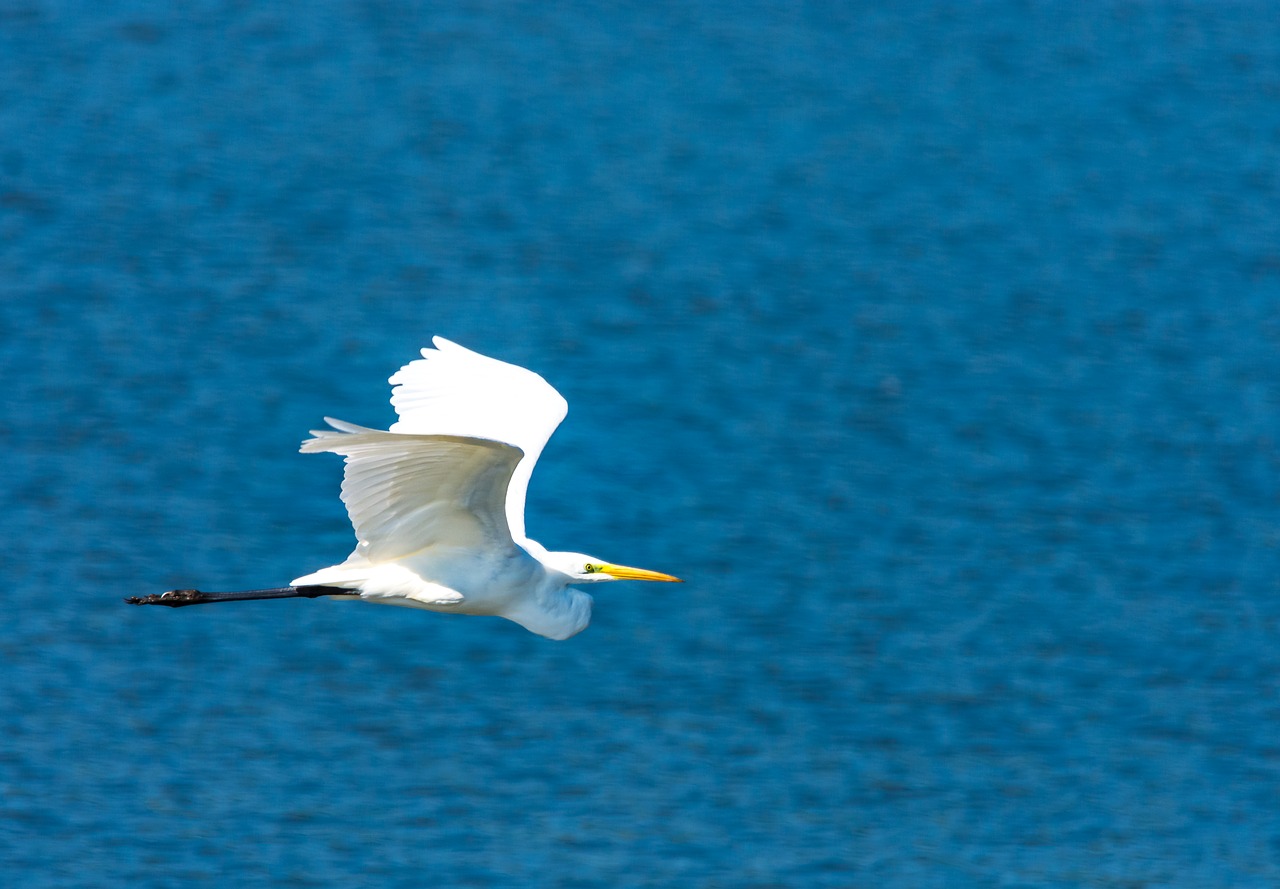 Egret, Heronas, Paukštis, Vandens Paukštis, Gamta, Skristi, Paukščiai, Padaras, Gyvūnas, Nemokamos Nuotraukos