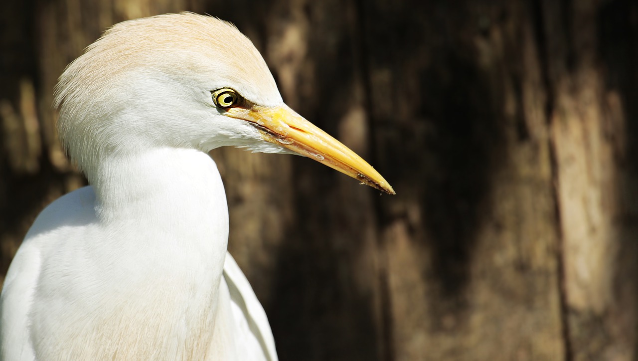 Egret, Gyvūnas, Paukštis, Vandens Paukštis, Padaras, Gamta, Heronas, Gyvūnų Pasaulis, Sąskaitą, Zoologijos Sodas