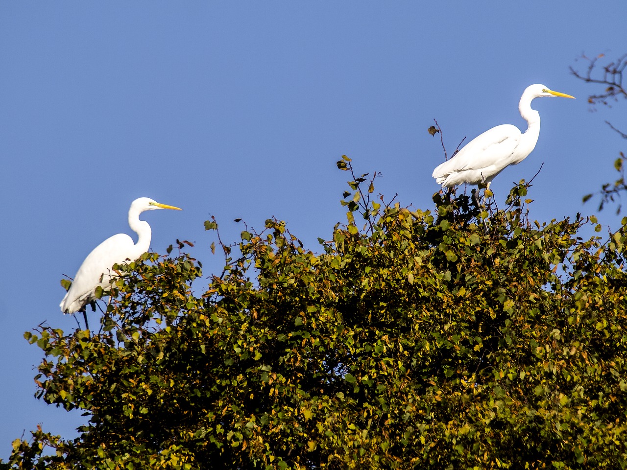 Egret, Paukštis, Vandens Paukštis, Gamta, Gyvūnas, Nemokamos Nuotraukos,  Nemokama Licenzija