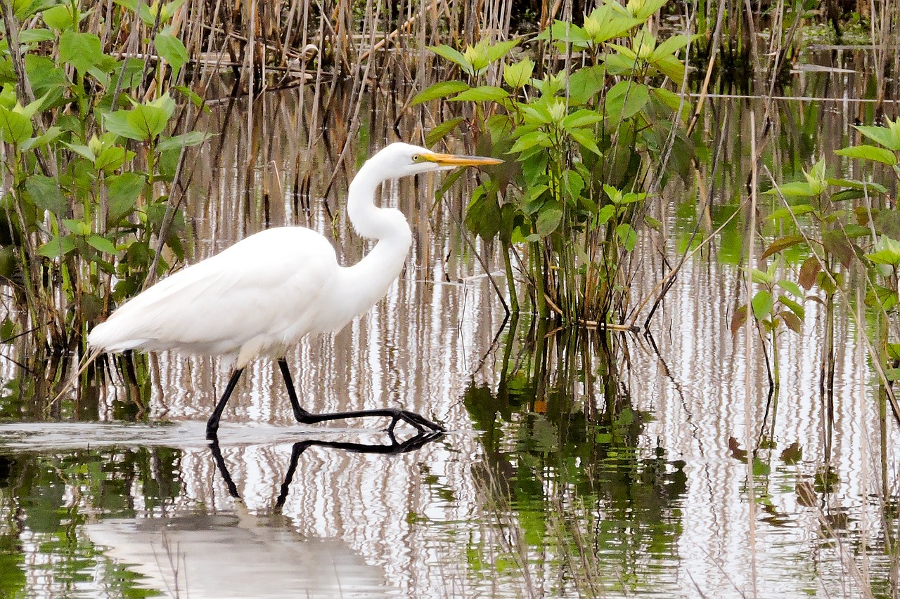 Egret, Laukinė Gamta, Paukštis, Pelkė, Gamta, Nemokamos Nuotraukos,  Nemokama Licenzija