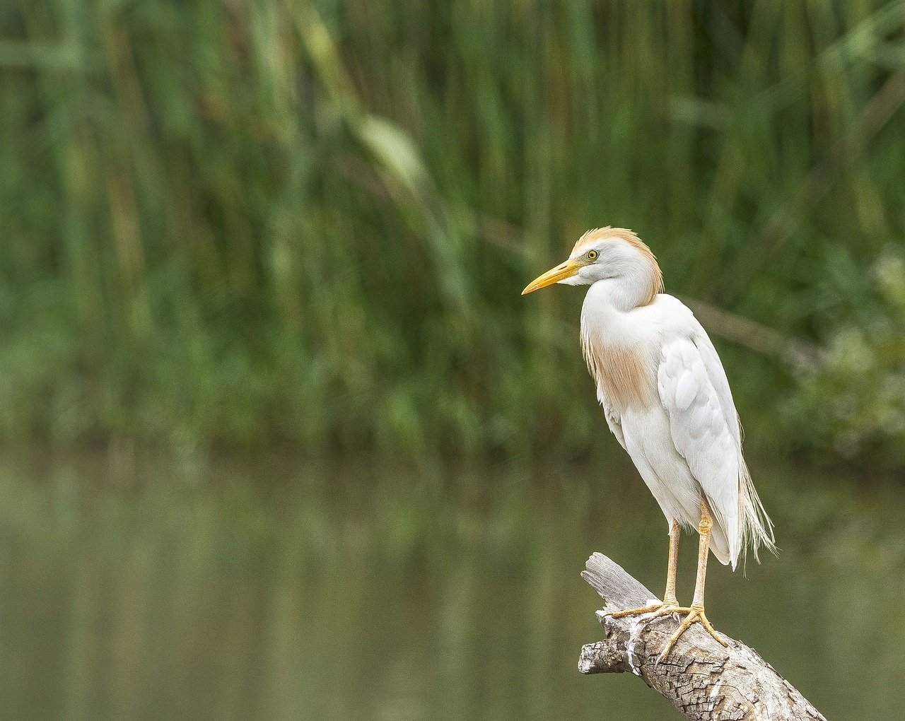 Egret, Galvijai, Paukštis, Balta, Afrika, Paukštis, Snapas, Plumėjimas, Nemokamos Nuotraukos,  Nemokama Licenzija