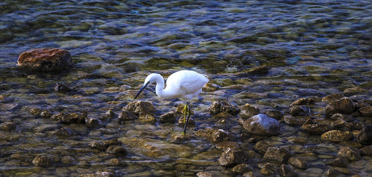 Egret, Garda, Šventė, Ežeras, Paukštis, Žvejyba, Nemokamos Nuotraukos,  Nemokama Licenzija