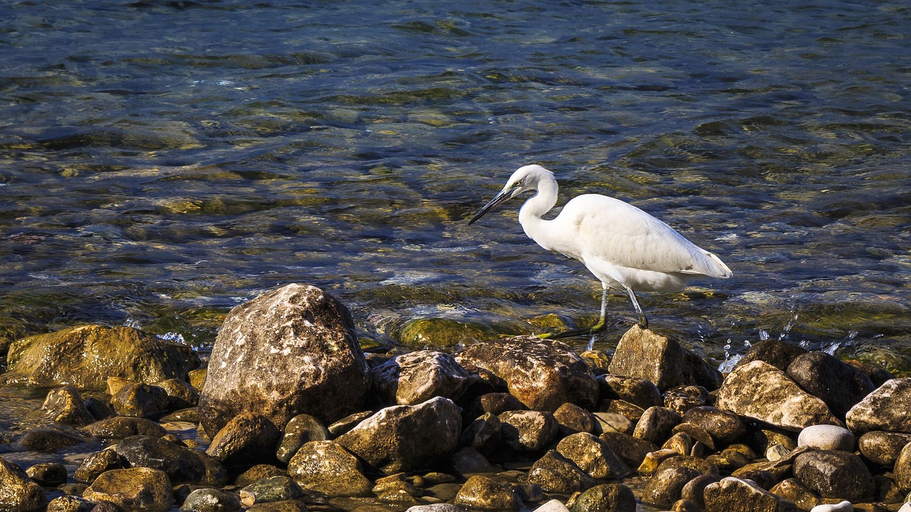 Egret, Garda, Šventė, Ežeras, Paukštis, Žvejyba, Akmenys, Kranto, Nemokamos Nuotraukos,  Nemokama Licenzija