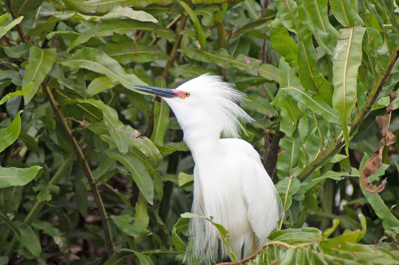 Egret, Snieguotas, Heronas, Paukštis, Nemokamos Nuotraukos,  Nemokama Licenzija