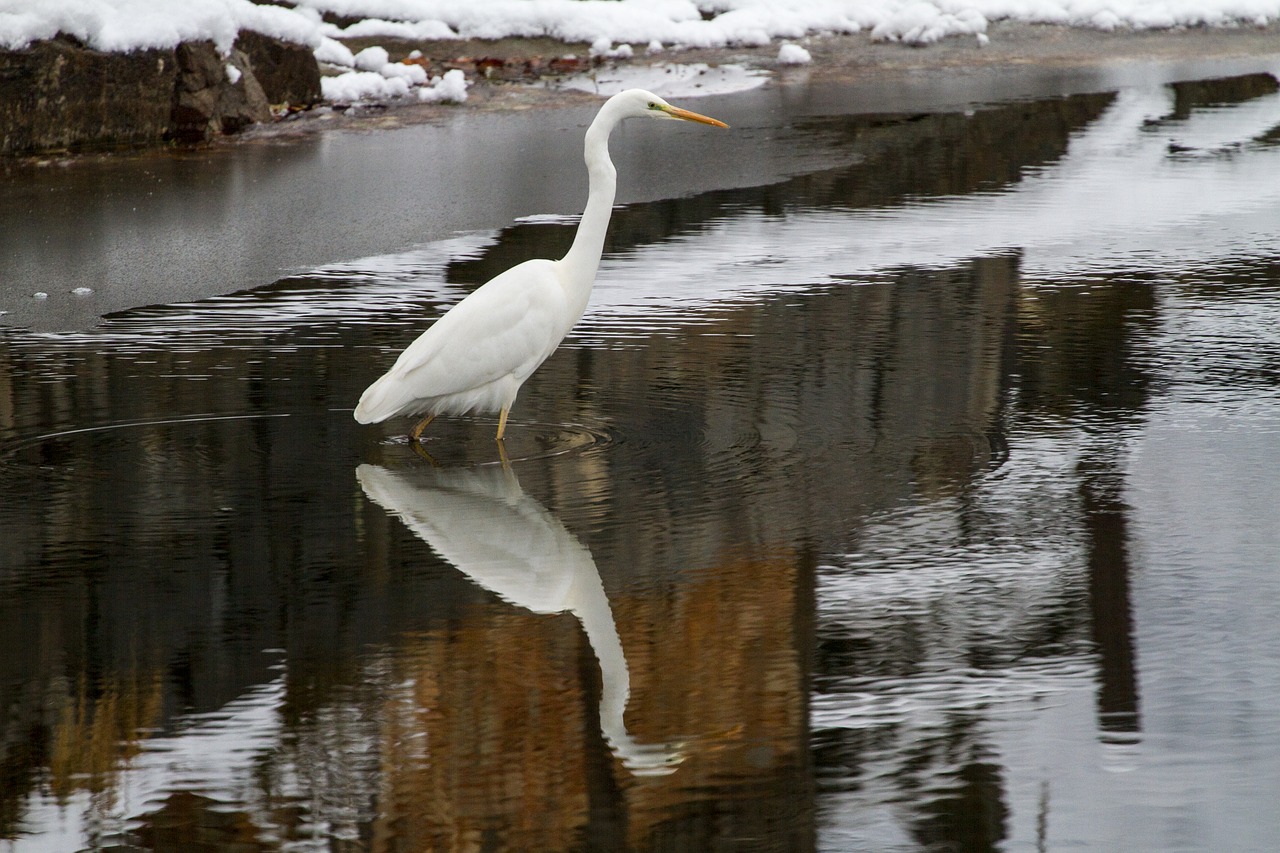 Egret, Žiemos Sveikata, Sniegas, Nemokamos Nuotraukos,  Nemokama Licenzija