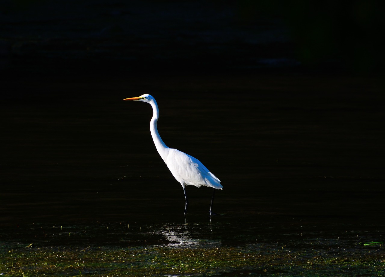 Egret, Paukščiai, Balta, Heronai, Laukinė Gamta, Vienas, Vienas, Izoliuotas, Didžioji Egret, Vanduo