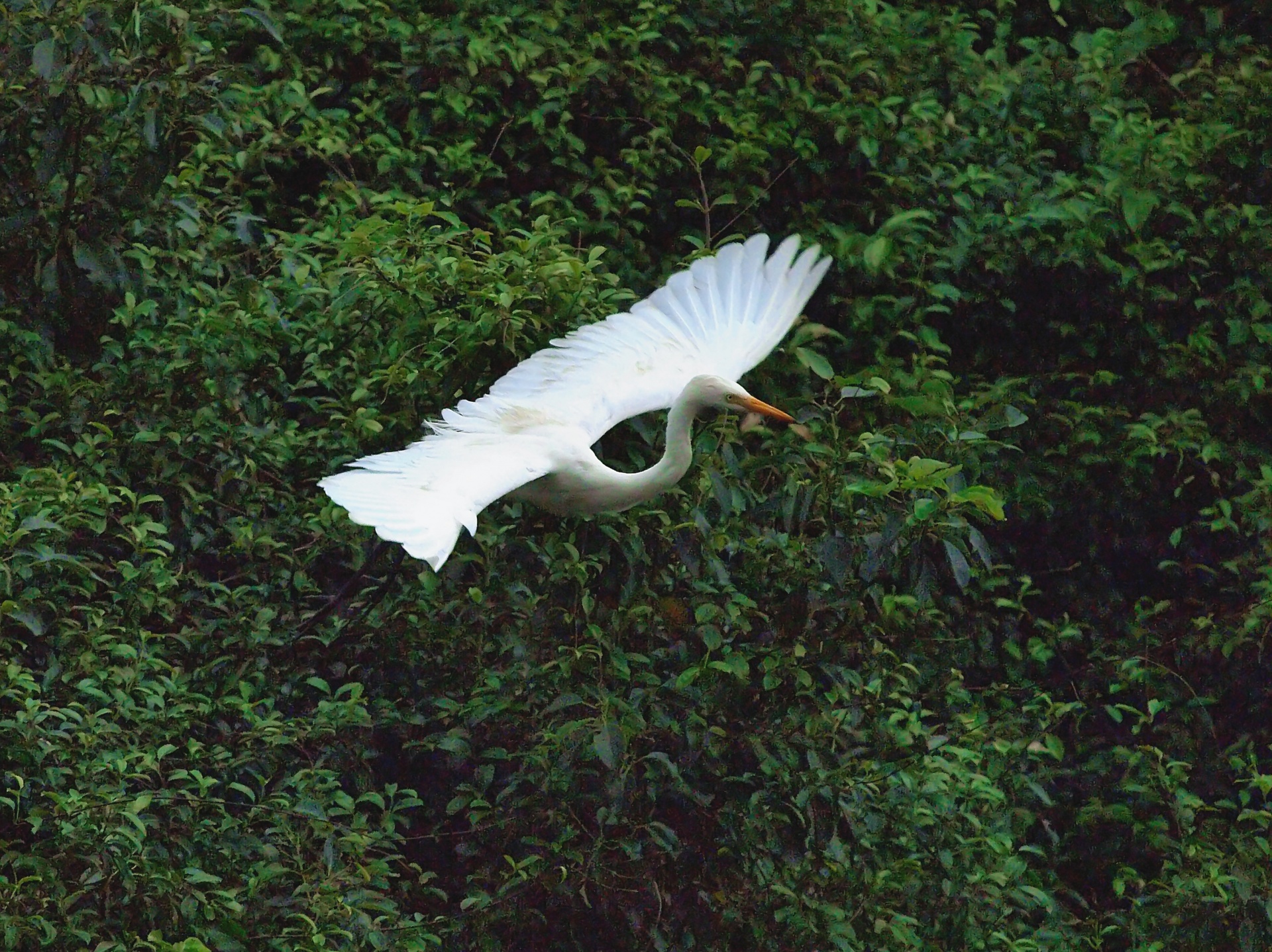 Formosanas,  Egret,  Egret Skrydžio Metu, Nemokamos Nuotraukos,  Nemokama Licenzija