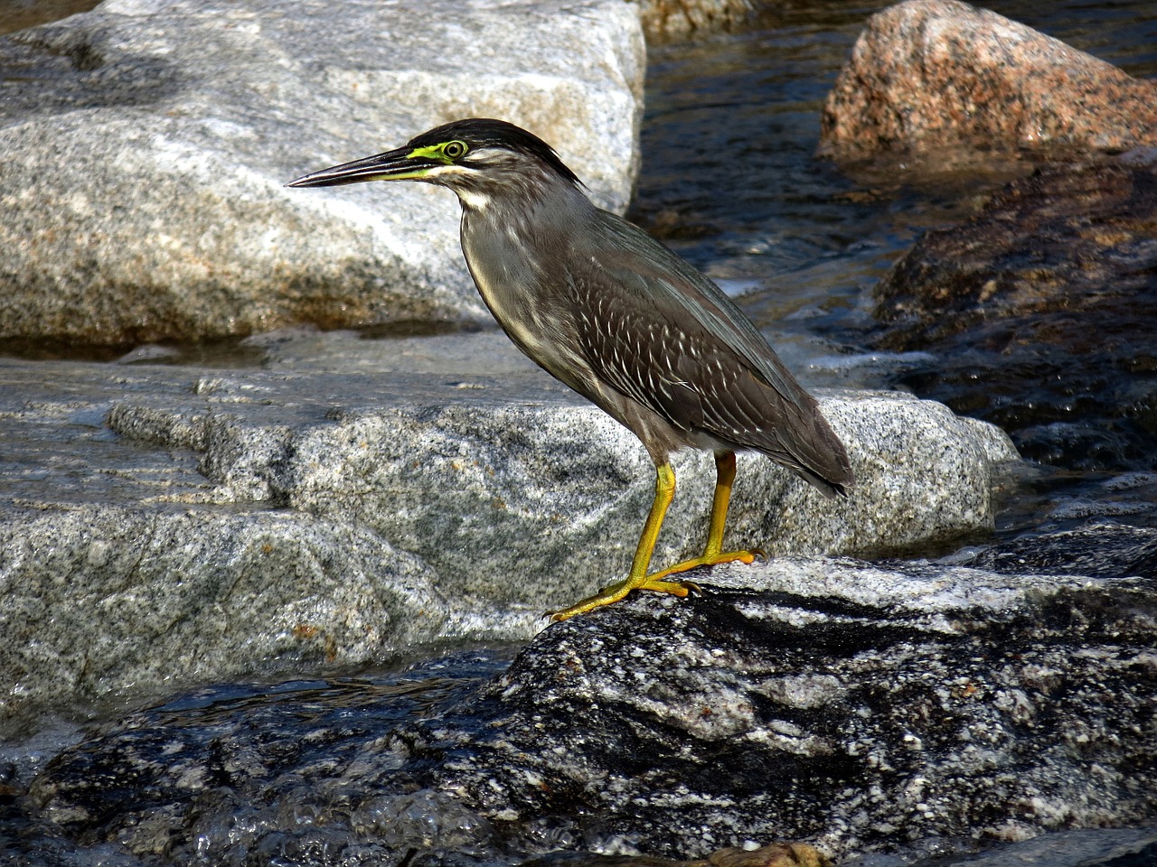 Egrets, Naujas, Paukščiai, Gamta, Gyvūnas, Nemokamos Nuotraukos,  Nemokama Licenzija